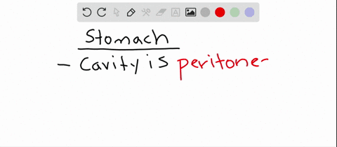 which-of-the-following-cavities-would-contain-your-stomach-a-quad-peritoneal-b-quad-pericardial-c-qu