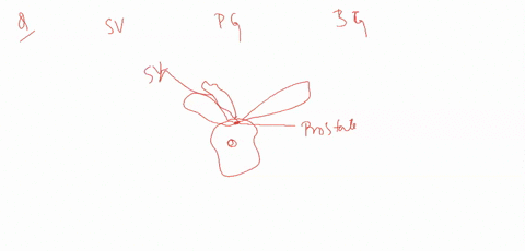 briefly-describe-the-function-of-seminal-vesicles-prostate-gland-and-bulbourethral-glands