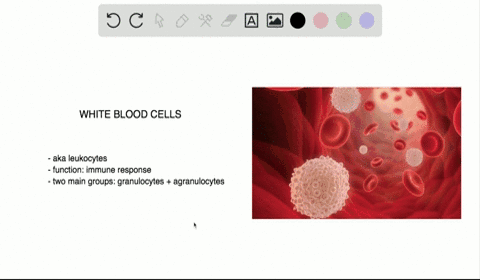 white-blood-cells-a-can-be-classified-as-granulocytes-or-agranulocytes-b-defend-the-body-against-bac