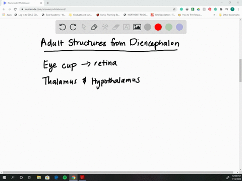 which-adult-structures-arises-from-the-diencephalon-a-thalamus-hypothalamus-retina-b-midbrain-pons-m