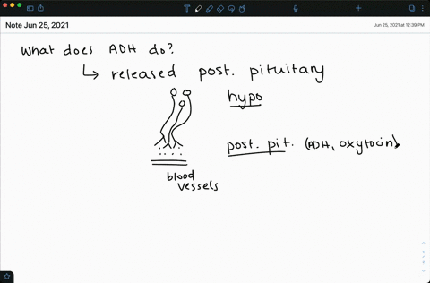 antidiuretic-hormone-adh-a-increases-water-reabsorption-in-the-kidneys-b-regulates-blood-pressure-by