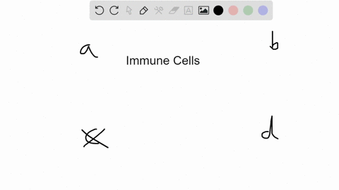 the-type-of-immune-cell-causing-the-reaction-seen-here-where-the-pathogenic-cell-is-attacked-by-rele