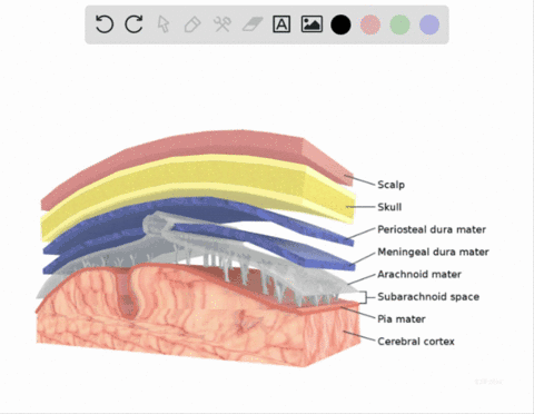 the-layer-of-the-meninges-lying-closest-to-the-spinal-cord-is-the-____-a-arachnoid-mater-b-pia-mater