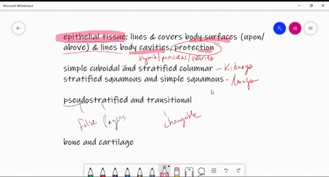 Solved:which Tissue Has Cells In Lacunae? A. Epithelial B. Cartilage C.  Bone D. Smooth Muscle E. Both B And C Are Correct. Solved:which Tissue Has Cells In Lacunae? A. Epithelial B. Cartilage C.  Bone D. Smooth Muscle E. Both B And C Are Correct.