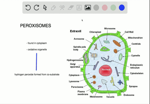 Solved:which Of The Following Is Surrounded By Two Phospholipid Bilayers?  A. The Ribosomes B. The Vesicles C. The Cytoplasm D. The Nucleoplasm Solved:which Of The Following Is Surrounded By Two Phospholipid Bilayers?  A. The Ribosomes B. The Vesicles C. The Cytoplasm D. The Nucleoplasm