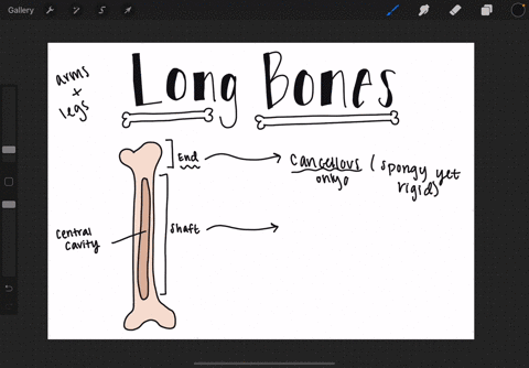 the-long-bones-of-our-arms-and-legs-are-strong-and-can-resist-both-compressional-and-bending-force-2