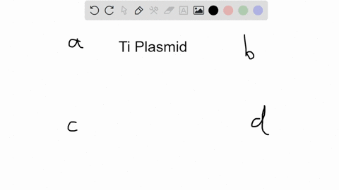 what-is-a-ti-plasmid-a-a-vector-that-can-transfer-recombinant-genes-into-plant-genomes-b-a-vector--2