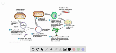 Chapter 17, Biotechnology and Genomics Video Solutions, Biology for AP  Courses | Numerade