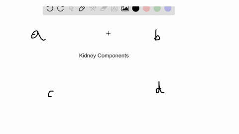 identify-the-kidney-component-in-the-key-that-matches-the-description-a-glomerular-capsule-b-proxi-4