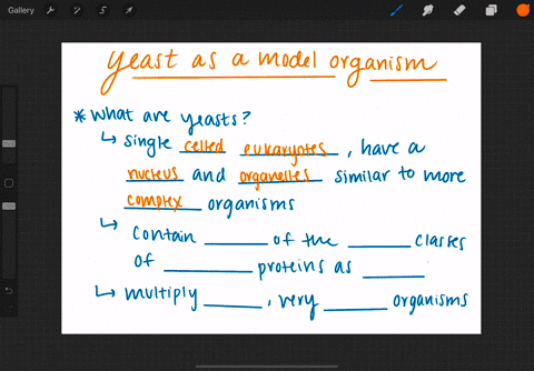 what-characteristics-make-yeast-a-good-model-for-learning-about-signaling-in-humans-a-yeasts-are-pro