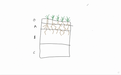 a neat diagram of soil profile - Brainly.in