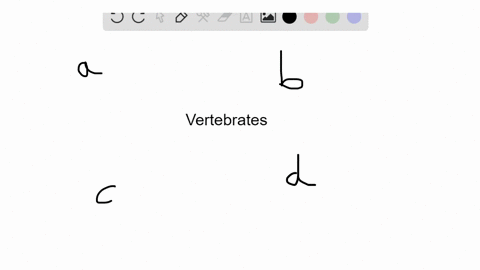 what-traits-defines-the-vertebrates-a-vertebrae-and-a-cranium-b-jaws-and-a-spinal-cord-c-endoskele-2