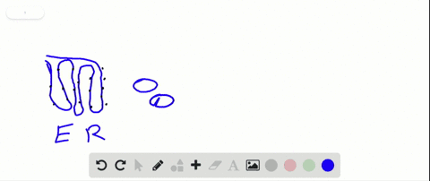 put-the-following-structures-in-order-according-to-the-pathway-of-a-secreted-protein-a-plasma-memb-2