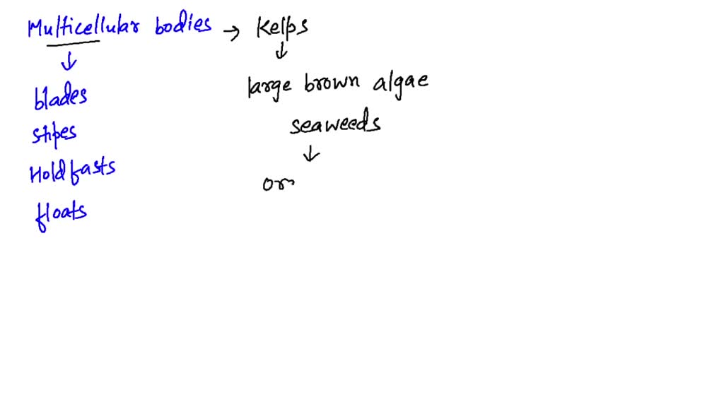 SOLVED The multicellular bodies of are differentiated into blades, stipes, holdfasts, and gas
