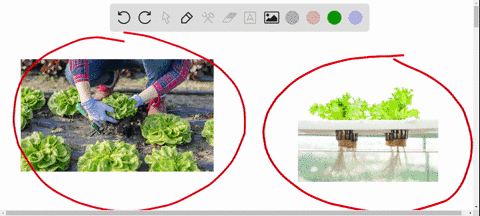 if-you-want-to-study-factors-that-affect-plant-nutrition-in-nature-what-would-be-the-advantages-and-