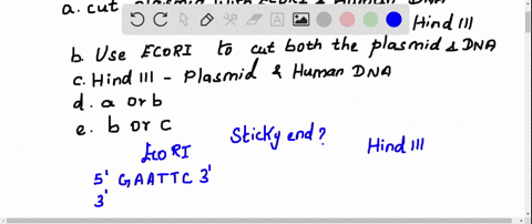 human-dna-and-a-particular-plasmid-both-have-sites-that-are-cut-by-the-restriction-enzymes-hindlll-a