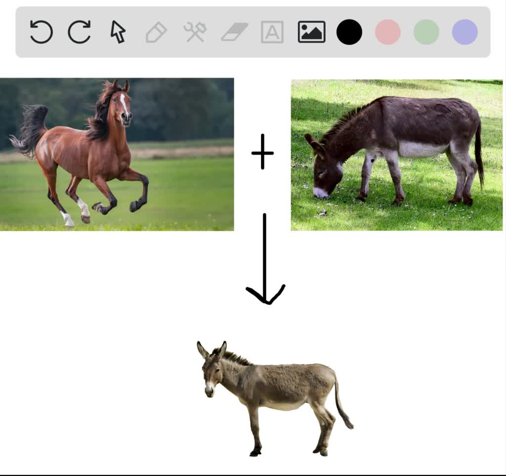 SOLVEDInterspecific hybrids, if they survive, are (a) always sterile