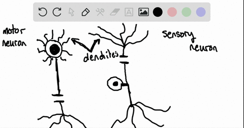 the-neuron-pictured-here-is-responsible-for-______-a-sending-and-receiving-sensory-information-b-sen