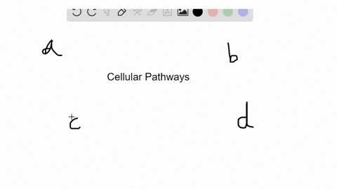 which-of-the-following-pathways-produces-the-greatest-amount-of-atp-a-citric-acid-cycle-b-glycolos-2