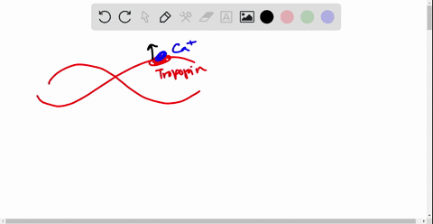 which-of-the-following-is-not-properly-paired-a-seminiferous-tubule-cervix-b-vas-deferens-oviduct--2
