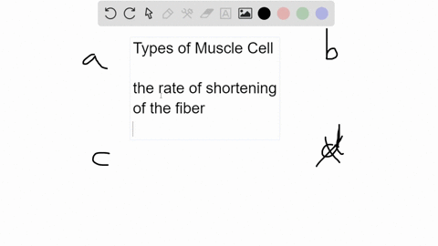 which-types-of-muscle-cells-can-contract-the-fastest-a-smooth-muscle-cells-b-cardiac-muscle-cells-c-