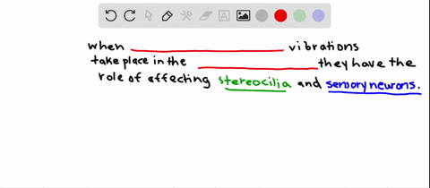 vibrations-of-the-_____-located-within-the-_____-bend-stereocilia-in-the-hair-cells-of-the-mammalian