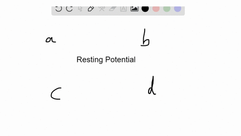 which-ion-most-readily-leaks-across-a-neurons-membrane-helping-to-establish-the-resting-potential-a-