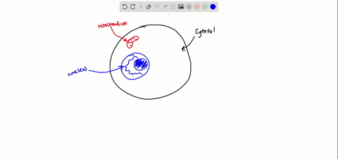 by-now-you-should-be-familiar-with-the-following-cellular-components-briefly-define-what-they-are-an