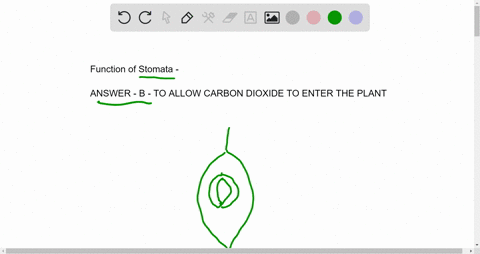 the-function-of-stomata-is-_________-a-to-prevent-pests-from-damaging-the-photosynthetic-surfaces-of