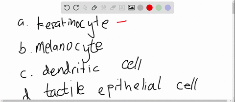 which-epidermal-cell-type-is-most-numerous-a-keratinocyte-b-melanocyte-c-dendritic-cell-d-tactile-ep