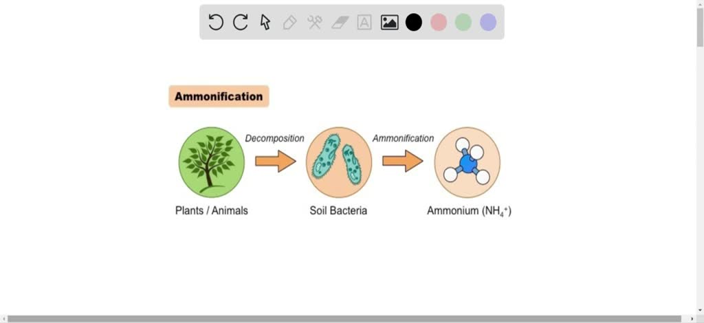 solved-ammonification-is-the-process-by-which-a-ammonia-is-released