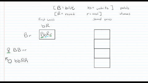 two-genes-of-a-flower-one-controlling-blue-b-versus-white-b-petals-and-the-other-controlling-round-2