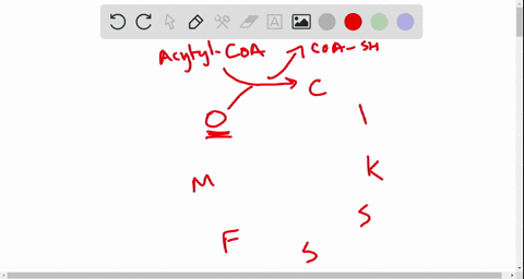 in-the-first-step-of-the-citric-acid-cycle-an-acetyl-group-from-acetyl-coa-reacts-with-oxaloacetat-2