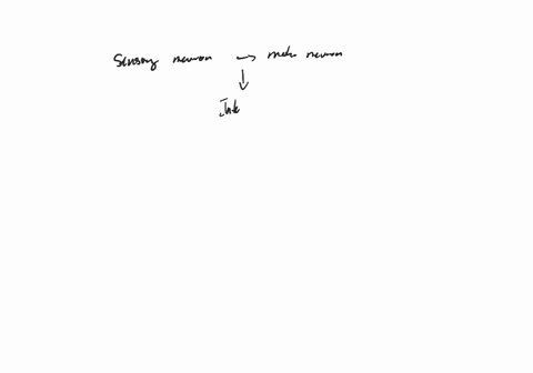 a-functional-reflex-requires-a-only-a-sensory-neuron-and-a-motor-neuron-b-a-sensory-neuron-the-thala