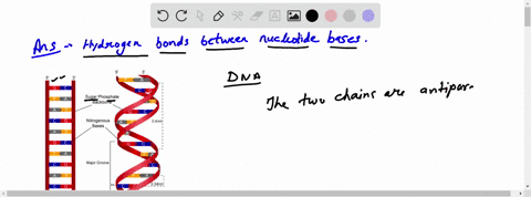 the-two-complementary-strands-of-the-dna-double-helix-are-held-to-each-other-by-a-ionic-bonds-betw-3