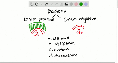 prokaryotes-stain-as-gram-positive-or-gram-negative-because-of-differences-in-the-a-cell-wall-b-cyto
