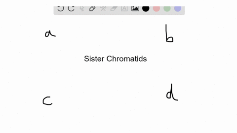 sister-chromatids-separate-during-anaphase-of-which-of-the-following-a-mitosis-b-meiosis-i-c-meios-2