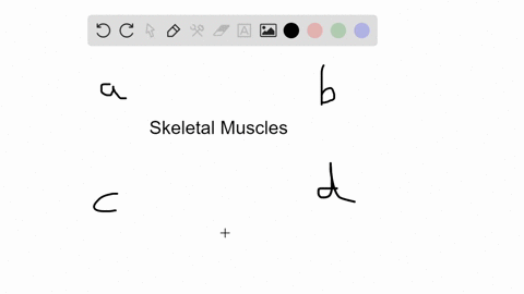 a-vertebrate-skeletal-muscle-____________-a-contracts-in-response-to-signals-from-a-motor-neuron-b-p