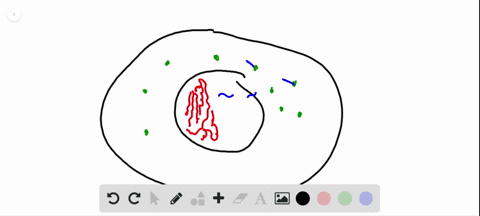 describe-the-process-by-which-the-information-in-a-eukaryotic-gene-is-transcribed-and-translated-i-2