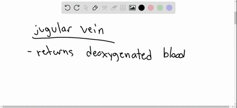 what-blood-vessel-enters-the-cranium-to-supply-the-brain-with-fresh-oxygenated-blood-a-common-caroti