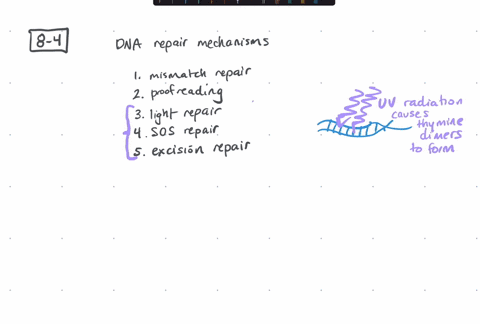 repair-mechanisms-that-occur-during-dna-replication-are-1-mismatch-repair-2-proofreading-by-dna-poly