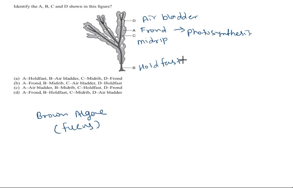 SOLVED:Identify The A, B, C And D Shown In This Figure? (a) A-Holdfast ...