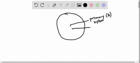 which-of-the-following-is-closest-to-the-center-of-a-woody-stem-which-is-farthest-from-the-center-a-