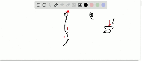 an-s-shaped-backbone-is-an-adaptation-to-___-a-tool-use-b-climbing-trees-c-bipedalism-d-carnivory