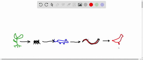 refer-to-the-following-food-chain-plants-rightarrow-insects-rightarrow-mice-rightarrow-snakes-righ-2