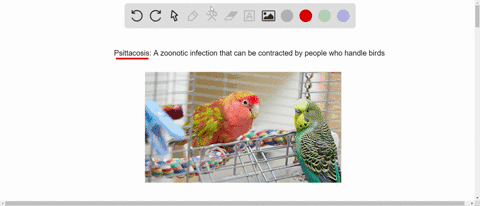_______-is-a-zoonotic-infection-that-can-be-contracted-by-people-who-handle-birds