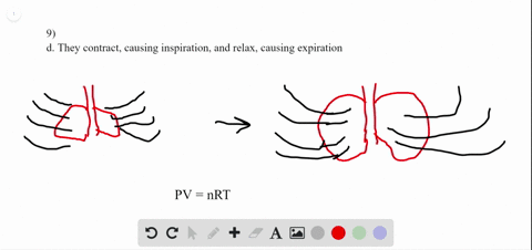 what-role-do-the-intercostal-muscles-play-in-inspiration-and-expiration-a-they-move-down-causing-ins
