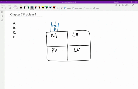 which-of-the-following-correctly-traces-the-circulatory-pathway-a-quad-superior-vena-cava-rightarr-2