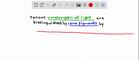 cone-pigments-discriminate-between-different-wavelengths-of-light-due-to-a-their-location-in-the-ret