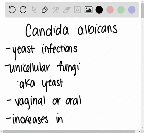fill-in-the-blankthe-most-common-candida-species-associated-with-yeast-infections-is-_______________